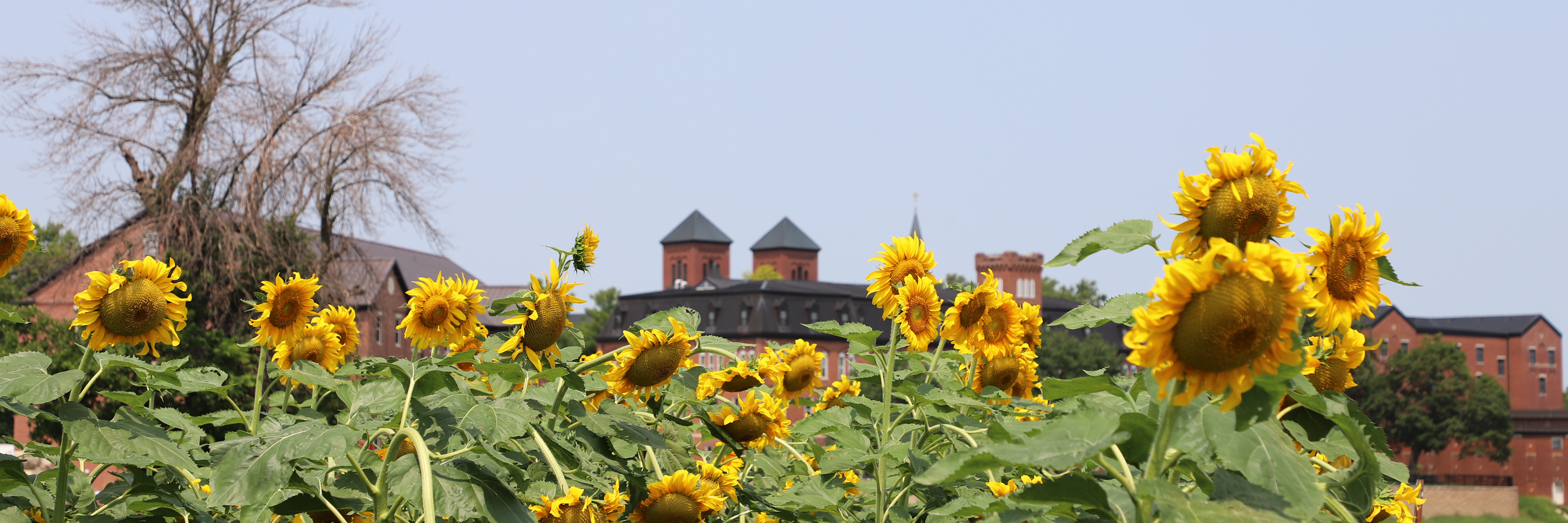 sunflowers